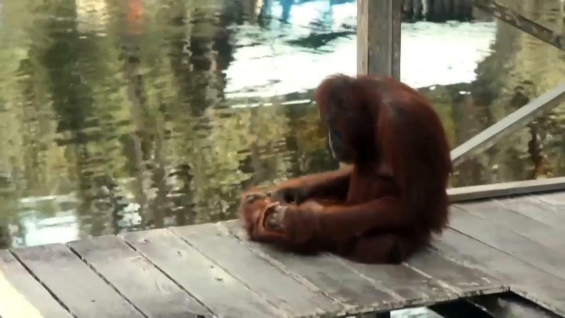 Orangutan Shaka Houseboat With Cabin Пангкалан-Бун Екстер'єр фото