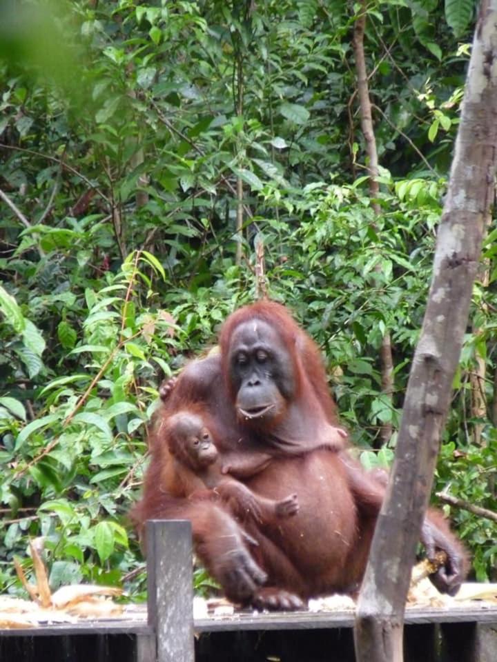 Orangutan Shaka Houseboat With Cabin Пангкалан-Бун Екстер'єр фото