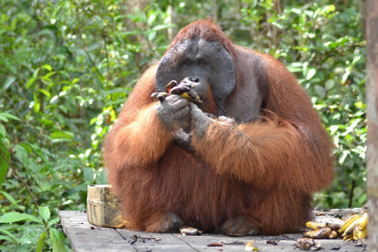 Orangutan Shaka Houseboat With Cabin Пангкалан-Бун Екстер'єр фото